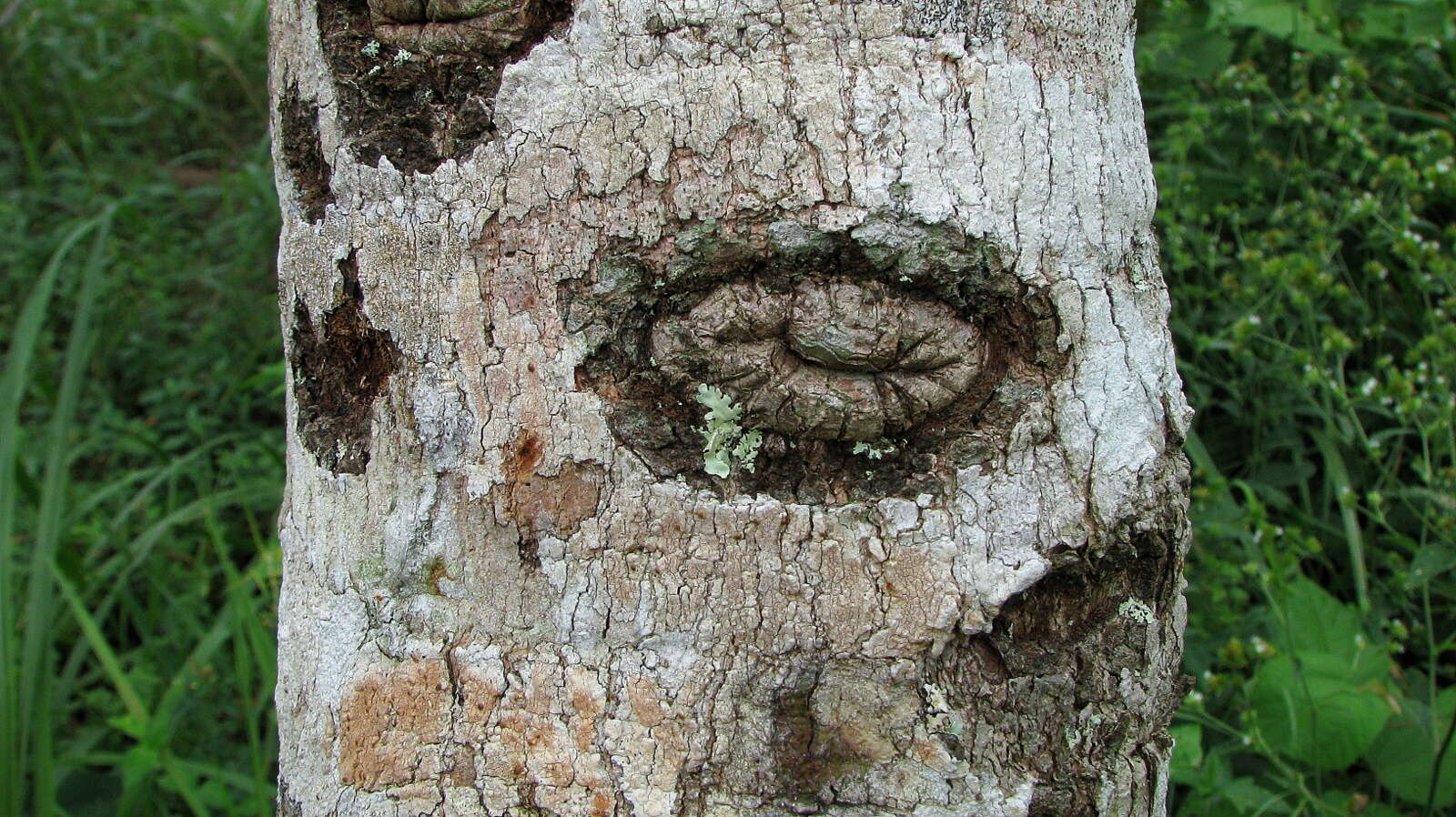 Image of cashew