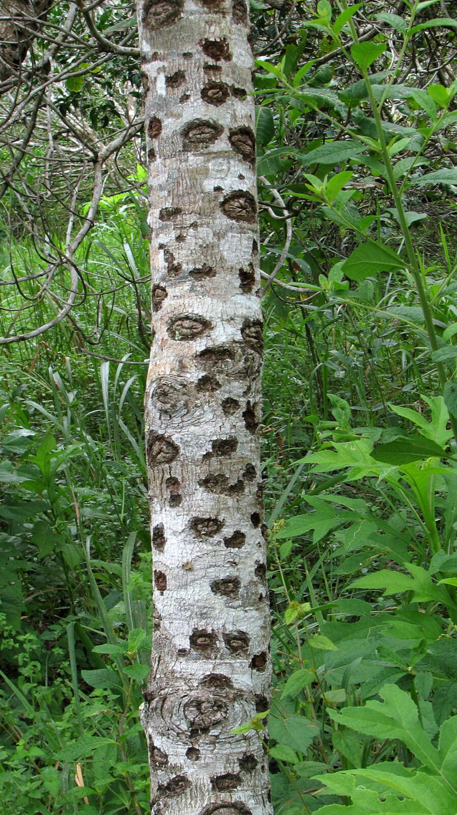 Image of cashew