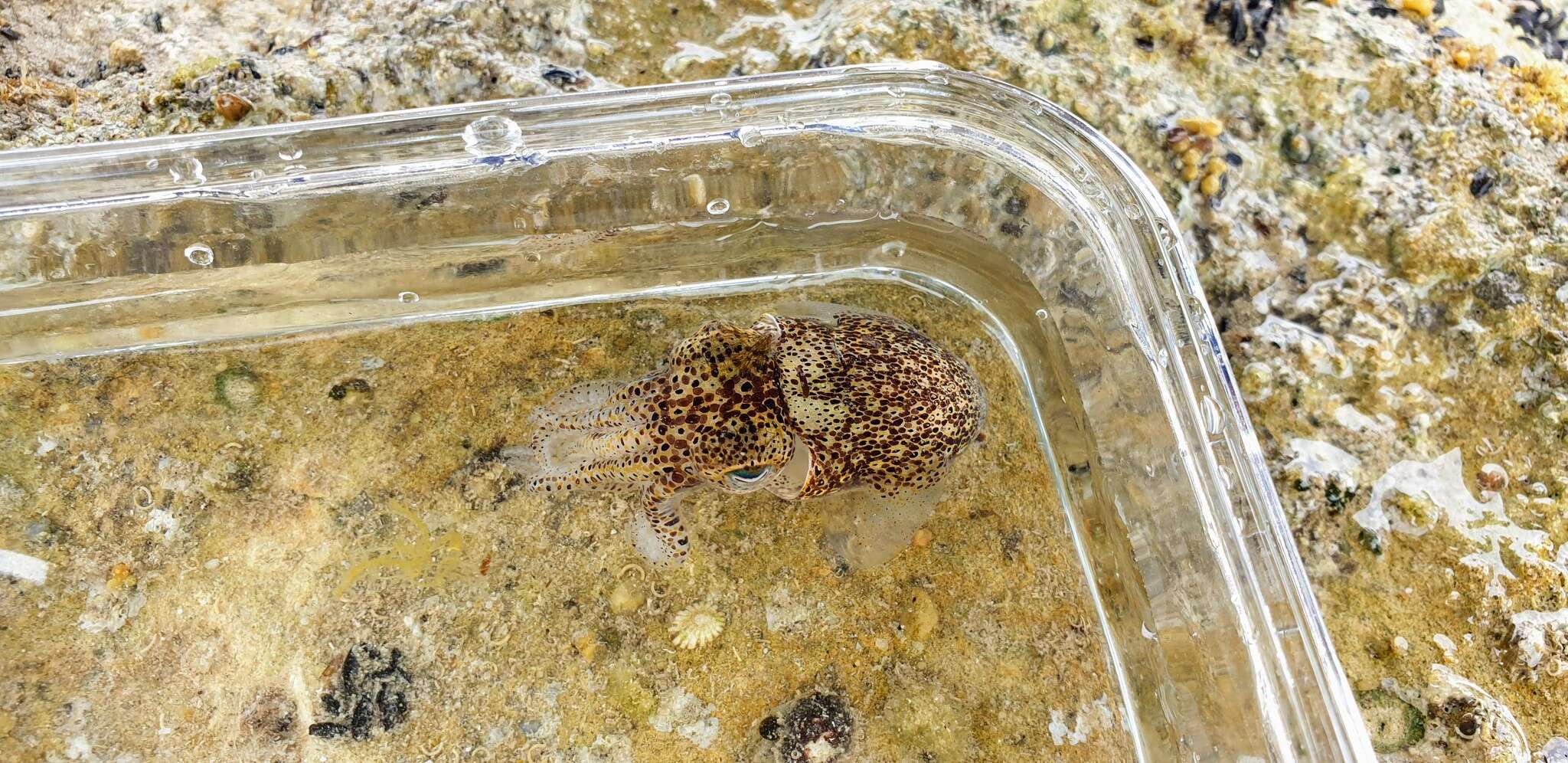 Image of Southern Bobtail Squid