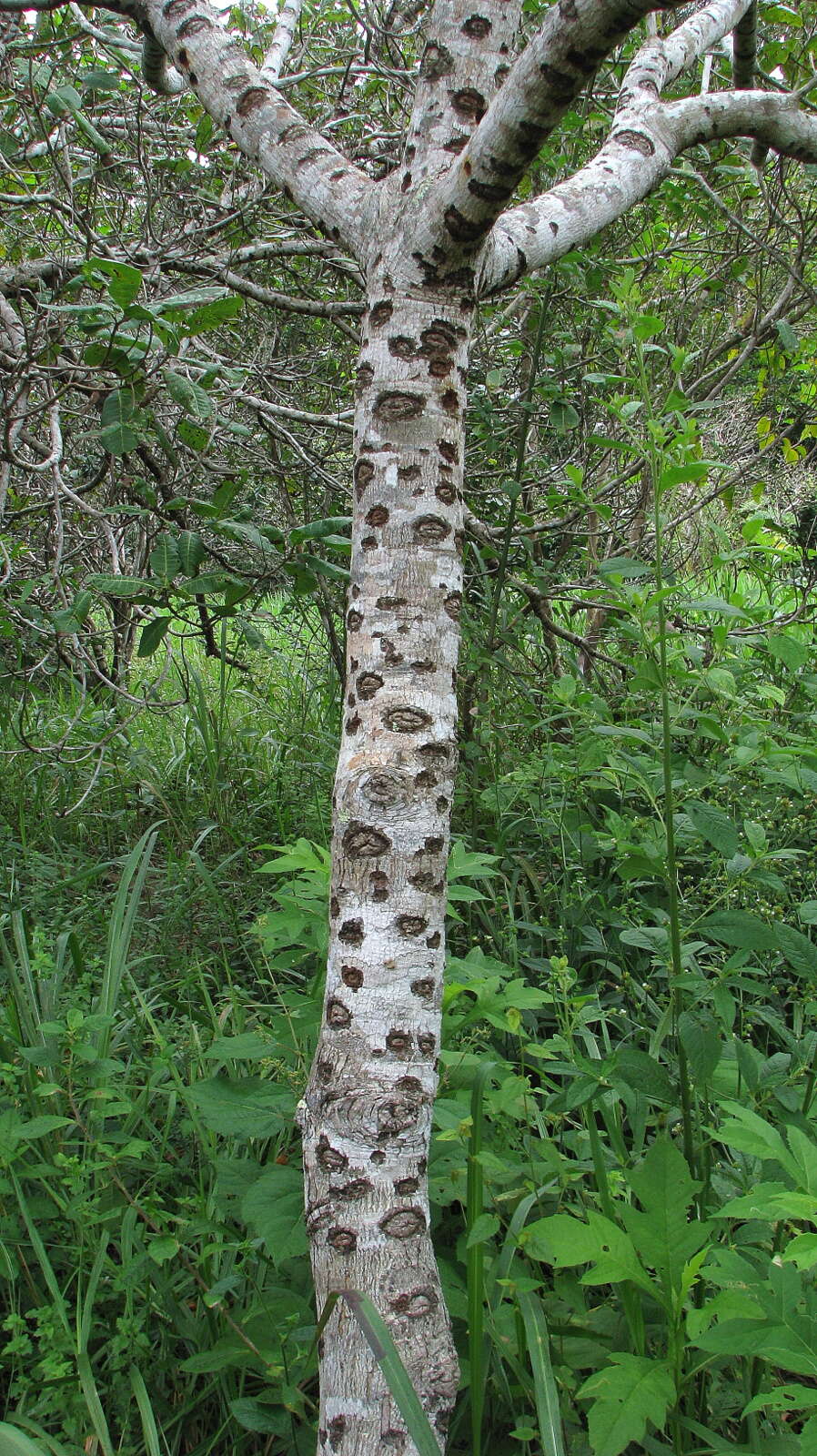 Image of cashew