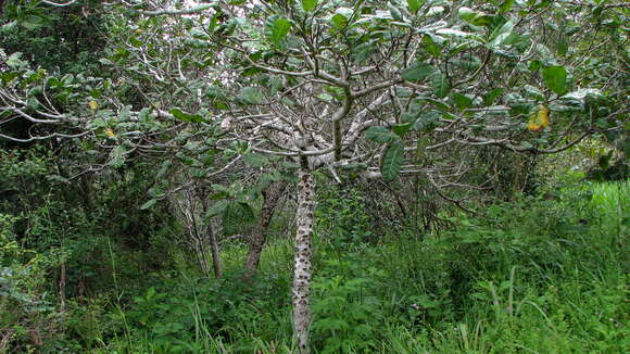 Image of cashew