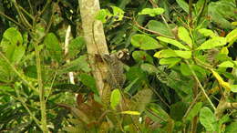 Image of Common Marmoset