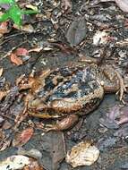 Image of Cururu Toad