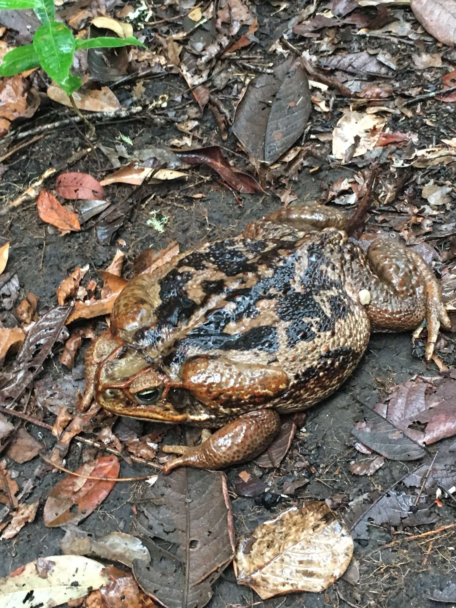 Image of Cururu Toad