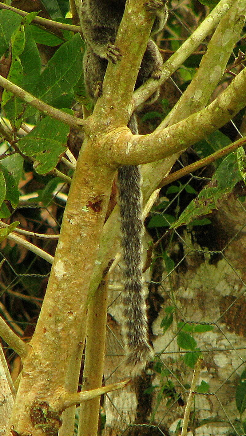 Image of Common Marmoset