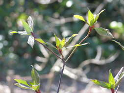 Image of giant dogwood