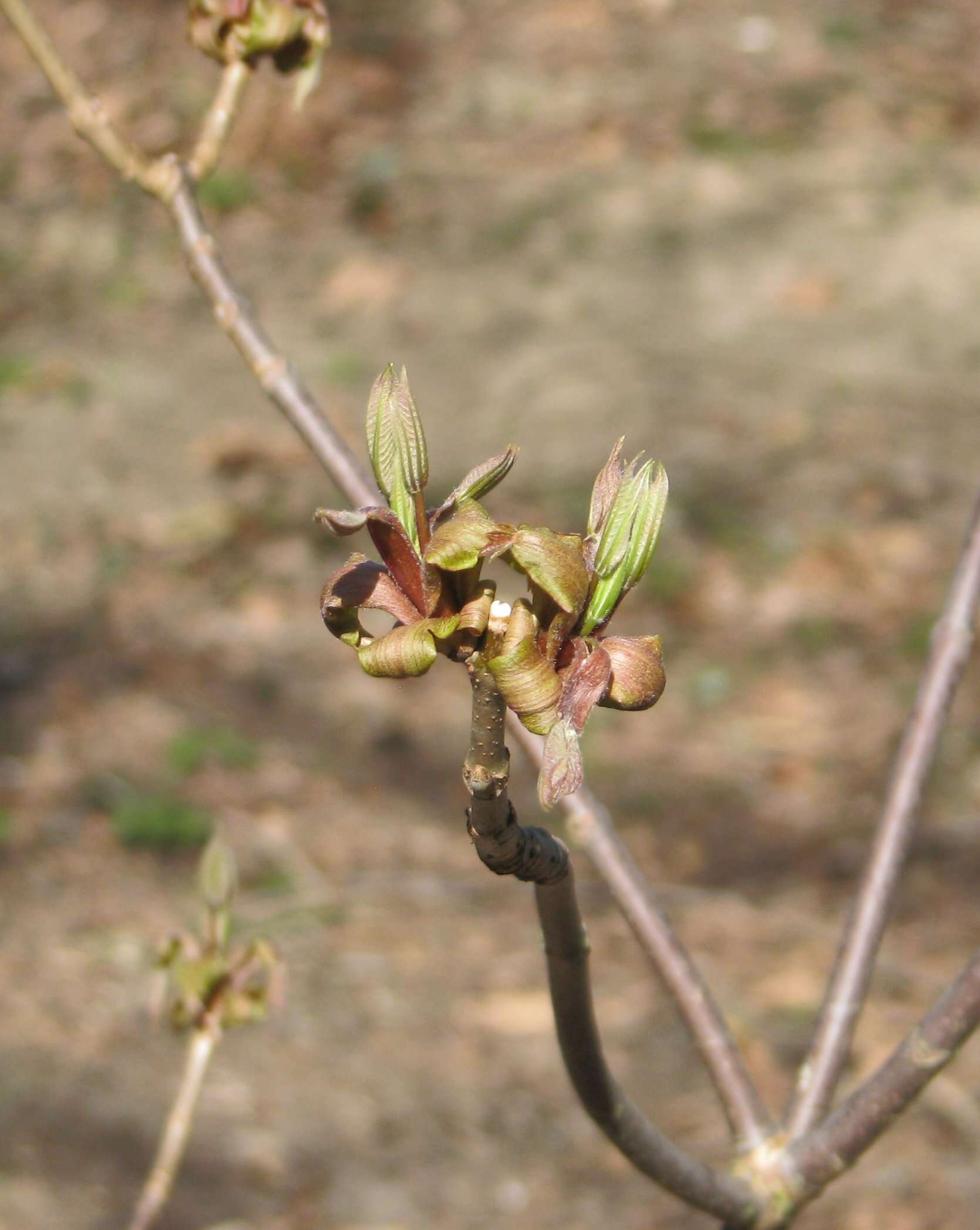 Imagem de Aesculus parviflora Walt.