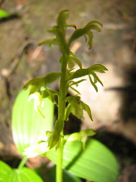 Image of Yellow coralroot