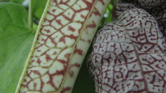 Plancia ëd Aristolochia labiata Willd.