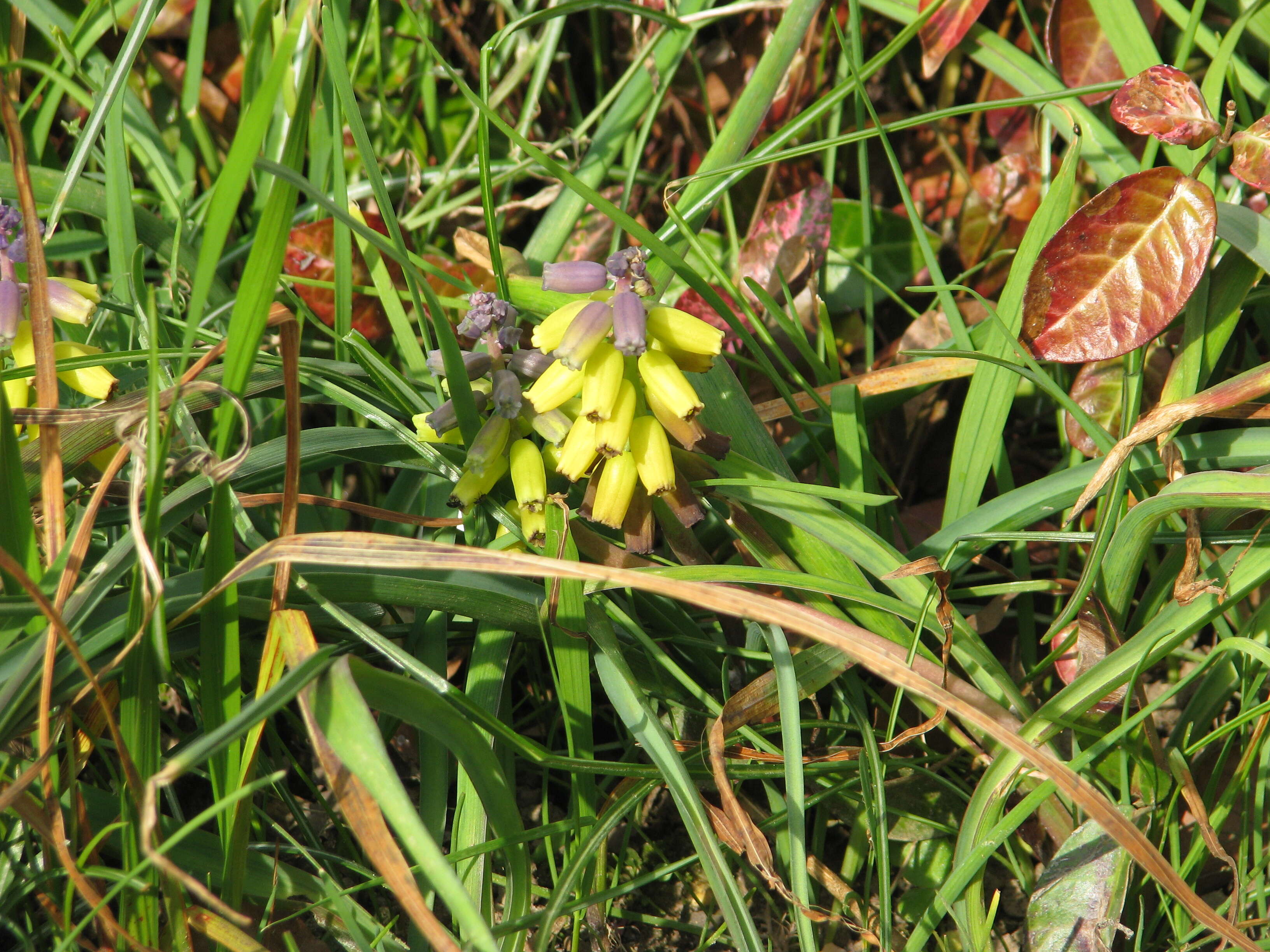 Image of Muscari macrocarpum Sweet