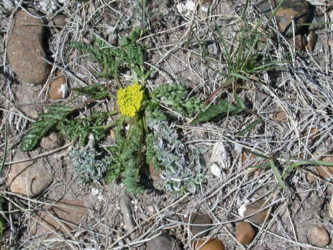 Imagem de Lomatium cous (S. Wats.) Coult. & Rose