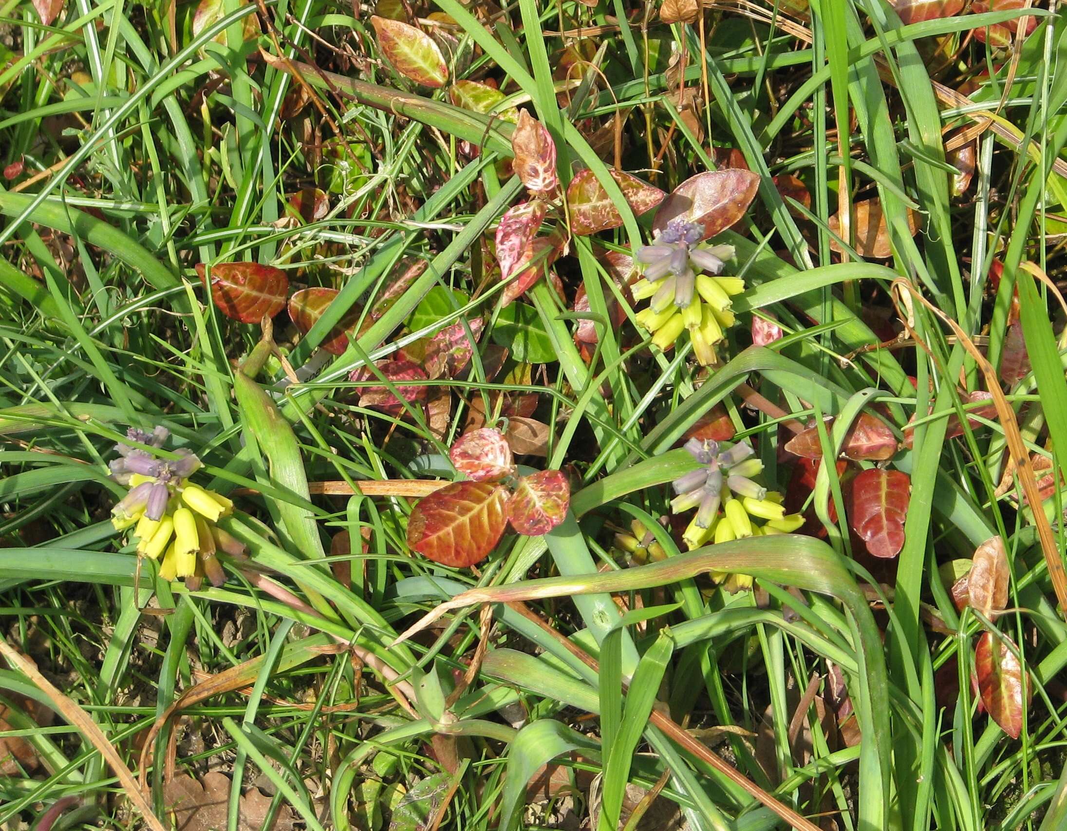 Image of Muscari macrocarpum Sweet