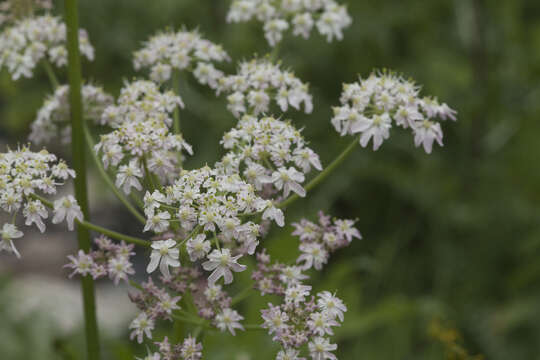 Image of Heracleum freynianum Somm. & Levier