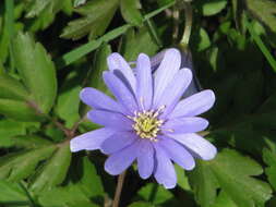 Image of blue anemone