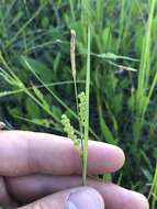 Image of rigid sedge