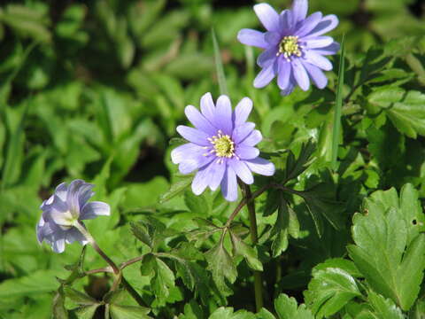 Image of blue anemone