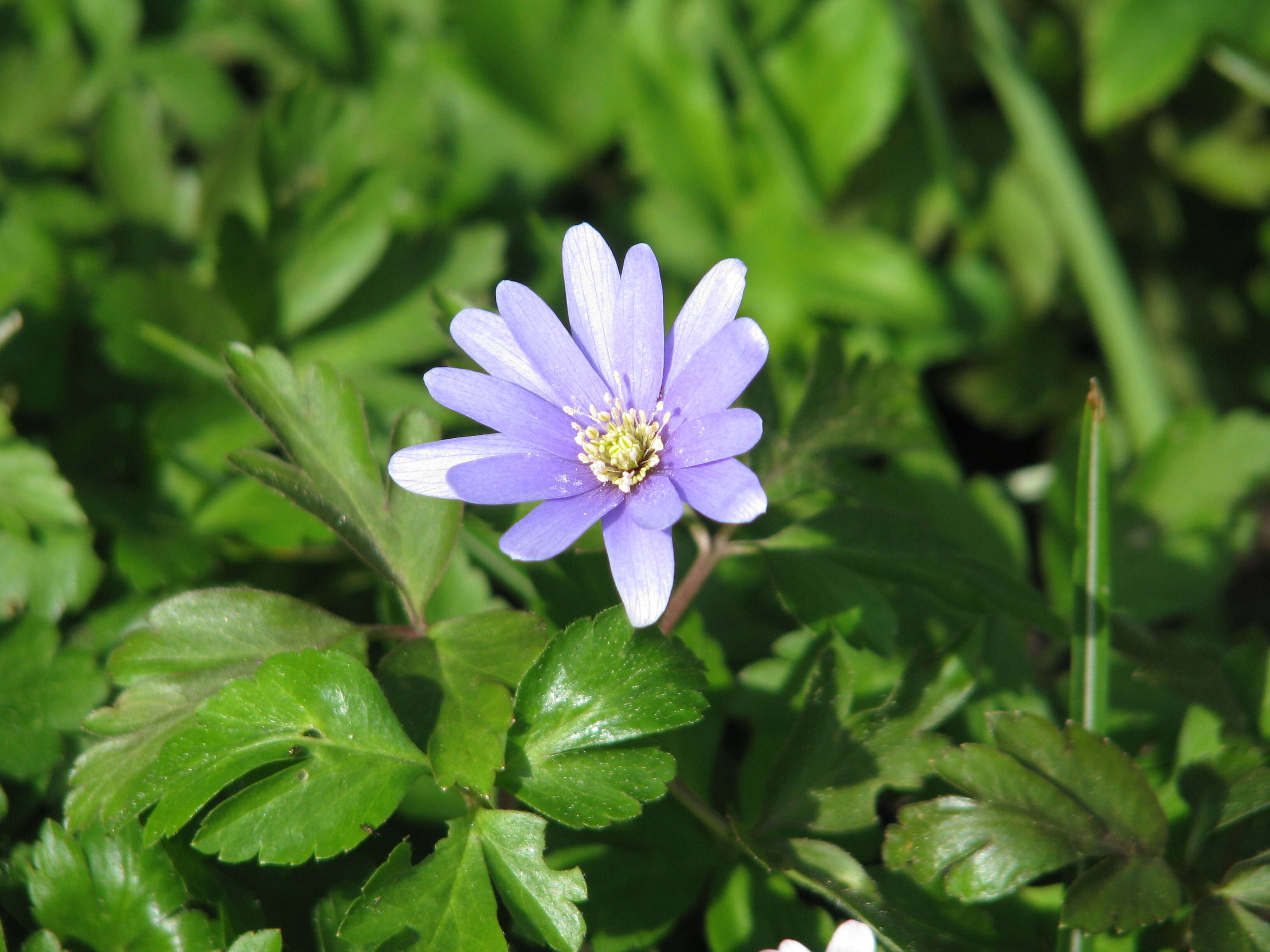 Image of blue anemone