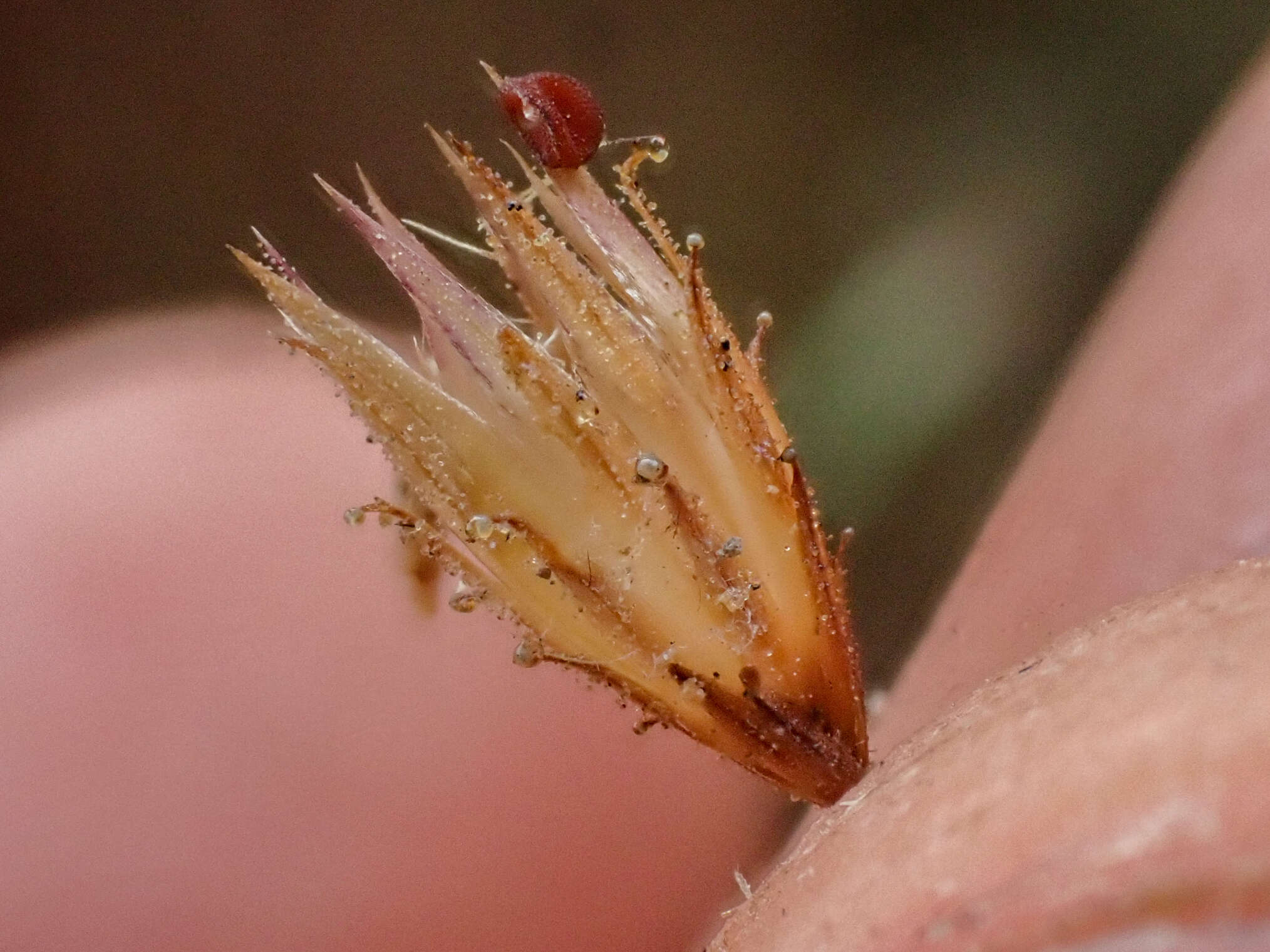 Plancia ëd Benitoa occidentalis (H. M. Hall) Keck