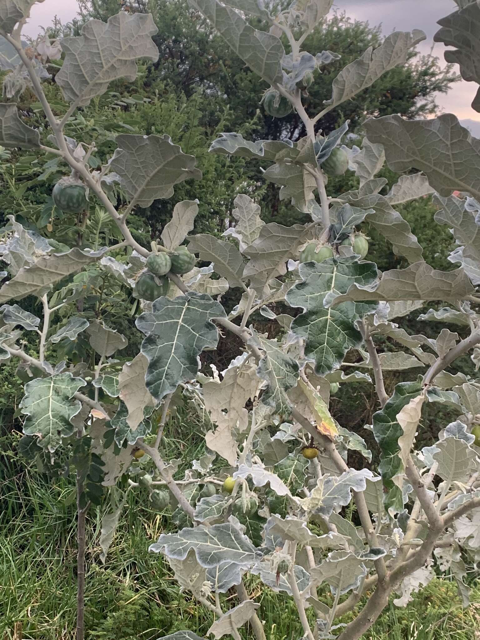 Image de Solanum marginatum L. fil.