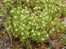 Image of Hyalosperma demissum (A. Gray) P. G. Wilson