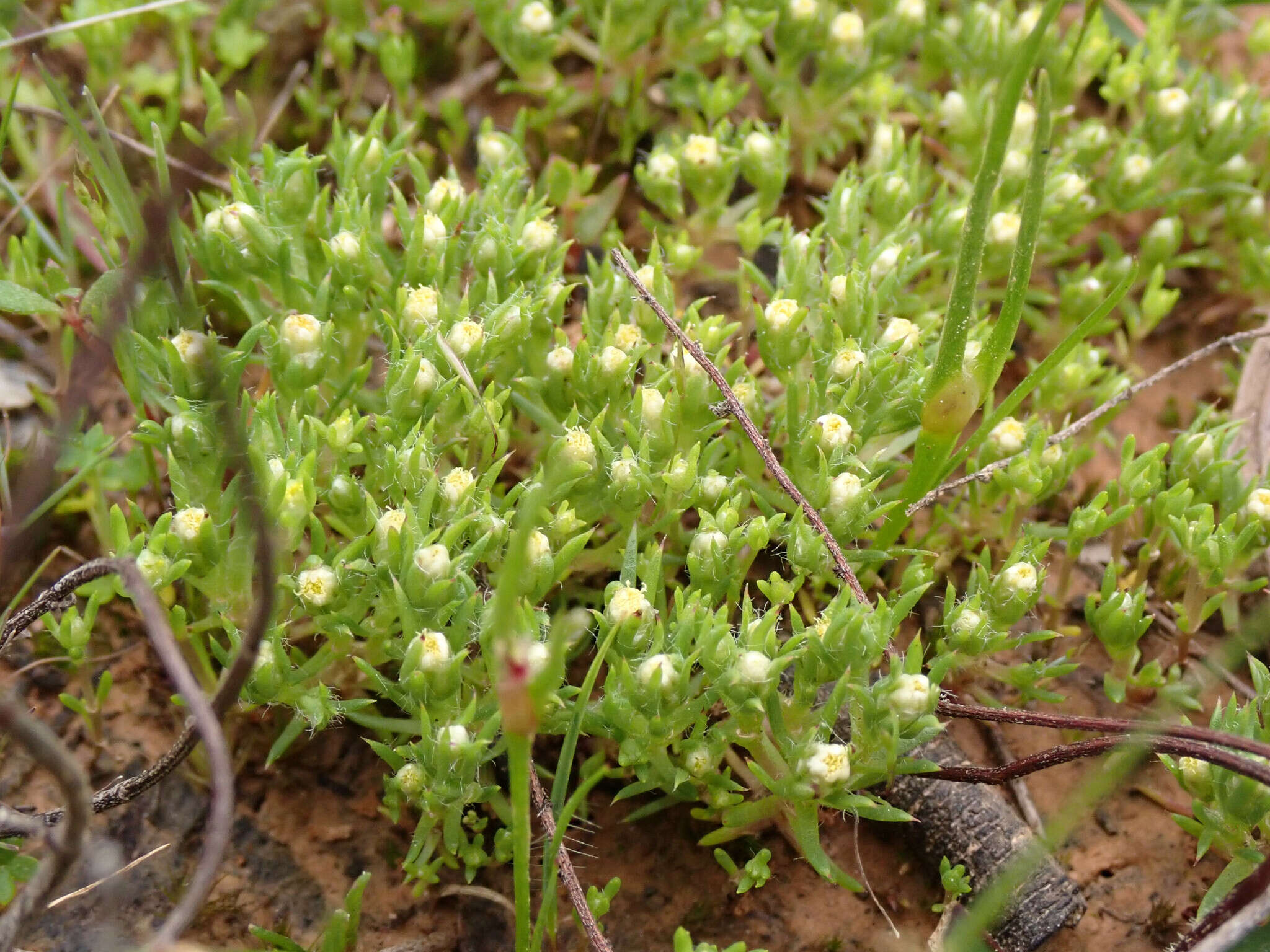 Image of Hyalosperma demissum (A. Gray) P. G. Wilson