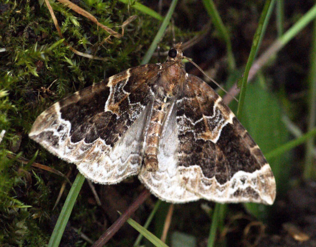 Eulithis prunata Linnaeus 1758 resmi