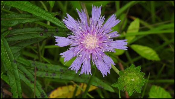 Image of Stokesia