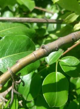 Слика од Pyrus communis subsp. caucasica (Fed.) Browicz