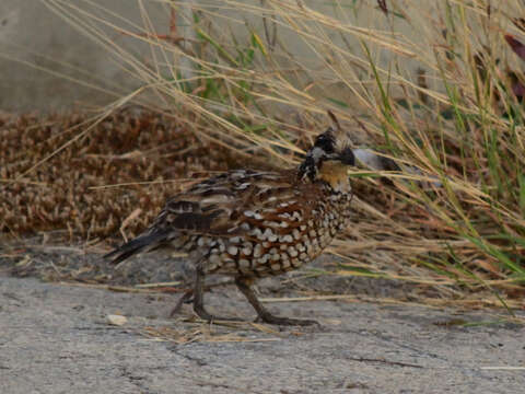 Image of Crested Bobwhite