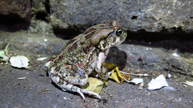 صورة Sclerophrys garmani (Meek 1897)