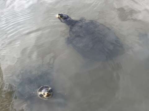 Image of Krefft's Short-necked Turtle