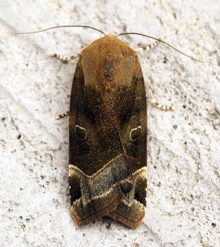 Image of broad-bordered yellow underwing