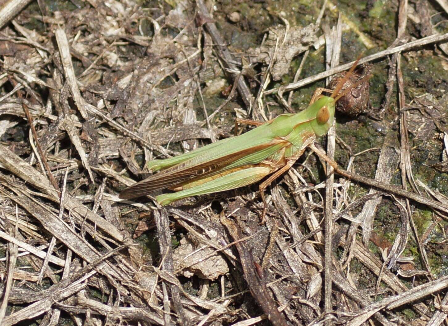 Froggattina australis (Walker & F. 1870) resmi