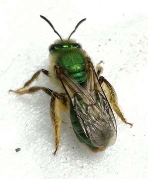 Image of Paragapostemon Vachal 1903