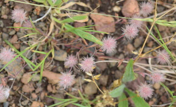 Plancia ëd Trifolium arvense var. arvense