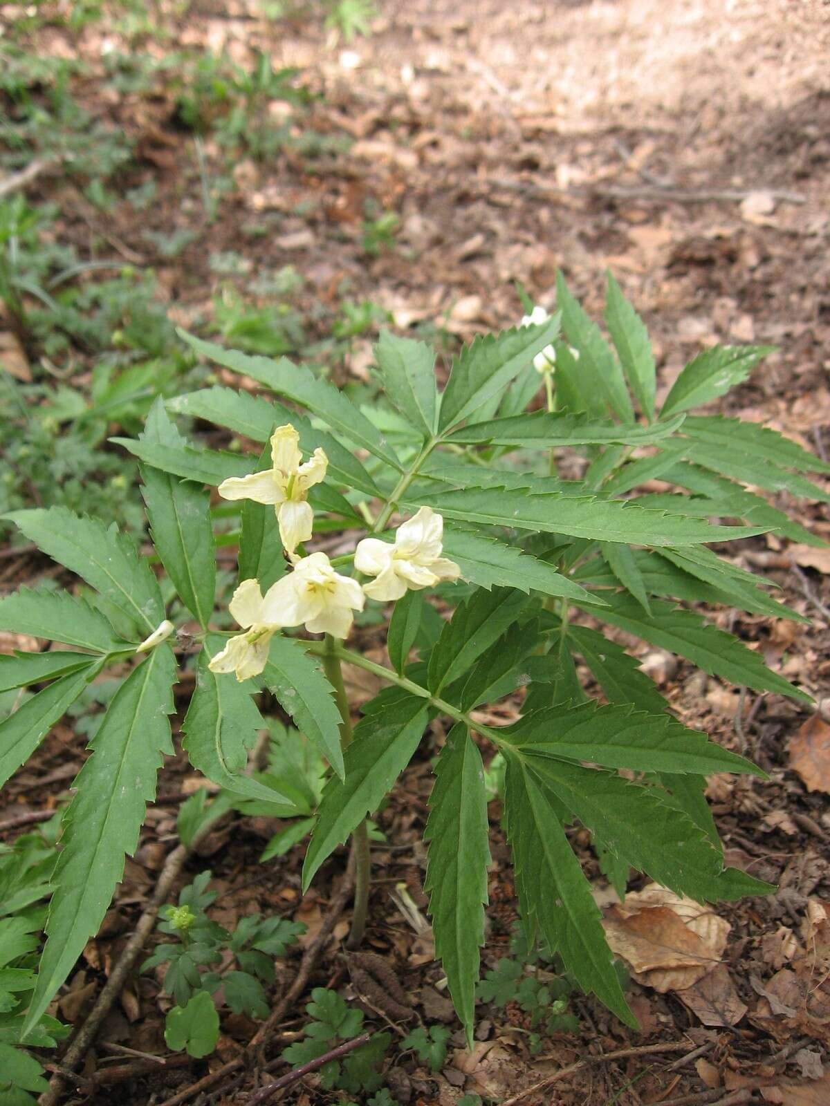 Слика од Cardamine kitaibelii Bech.