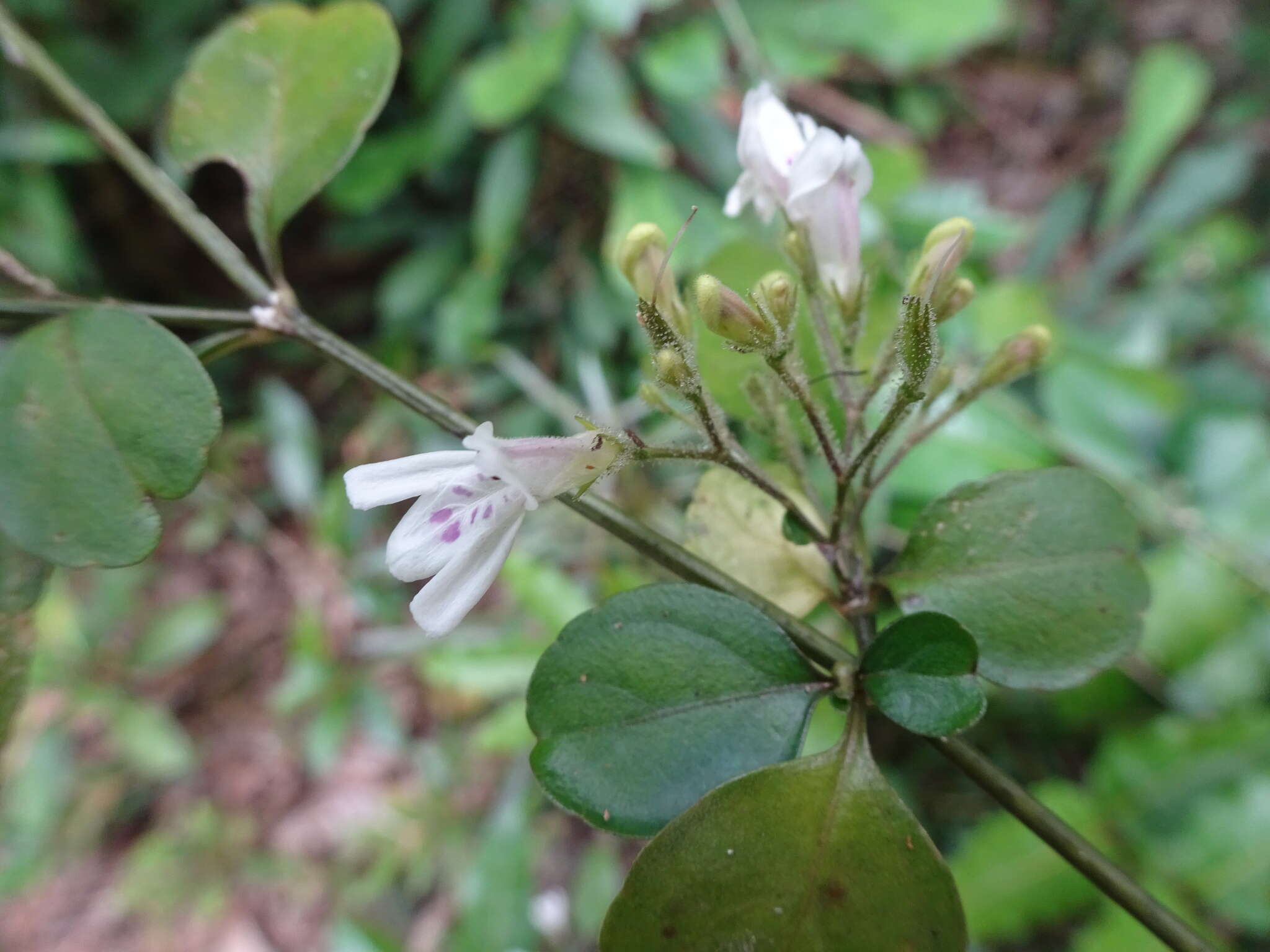 Image of Justicia pinensis S. Moore
