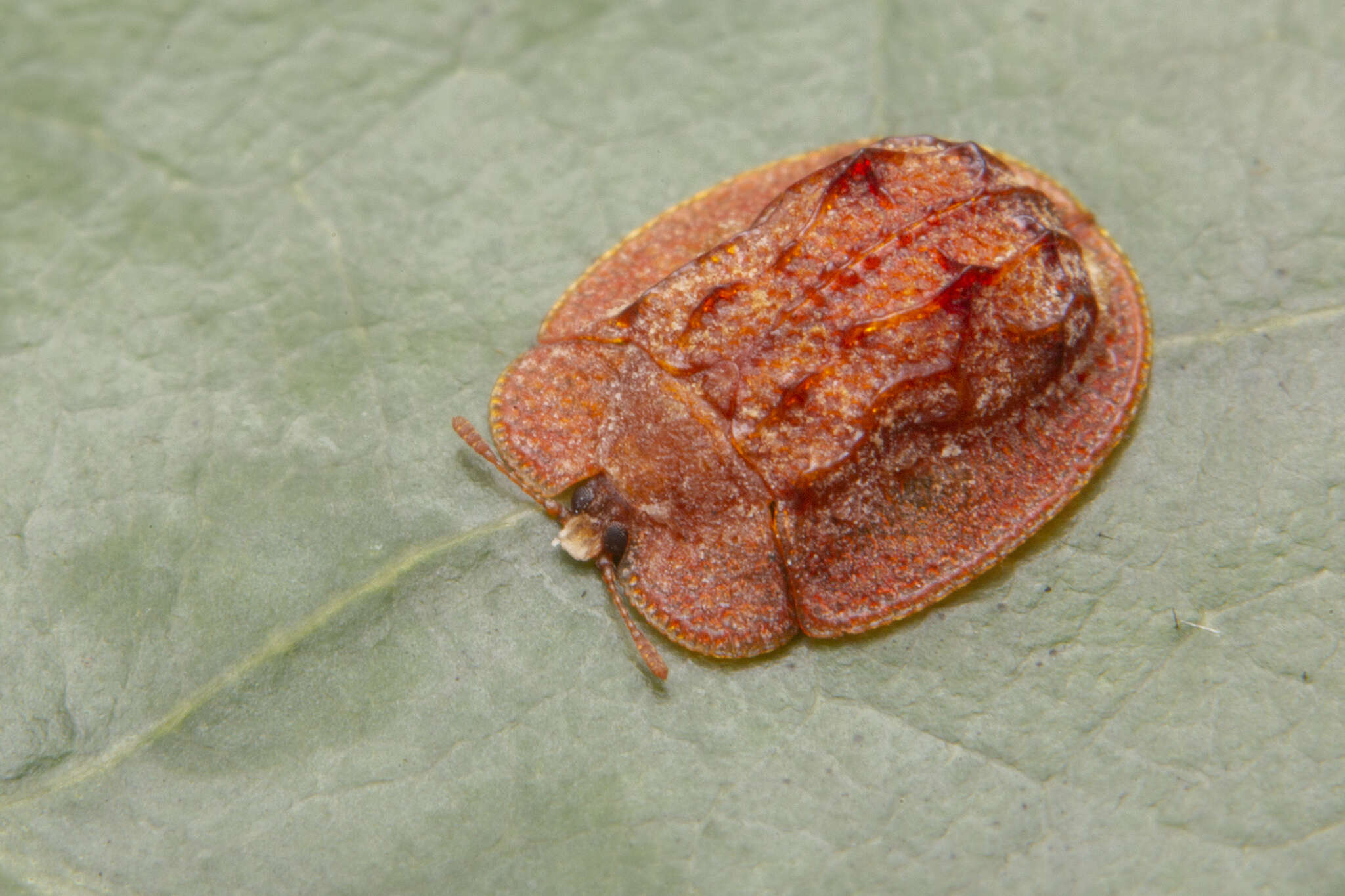 Image of Notosacantha rufa (Wagener 1881)