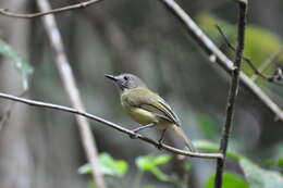 Hemitriccus striaticollis (Lafresnaye 1853)的圖片