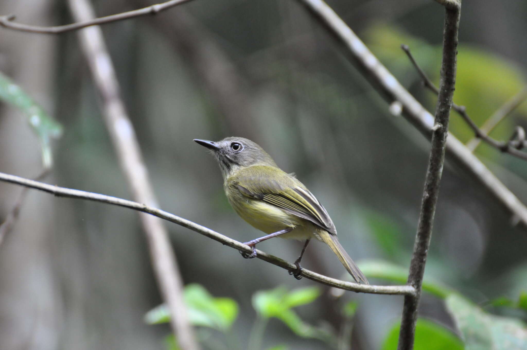 Image of Stripe-necked Tody-Tyrant