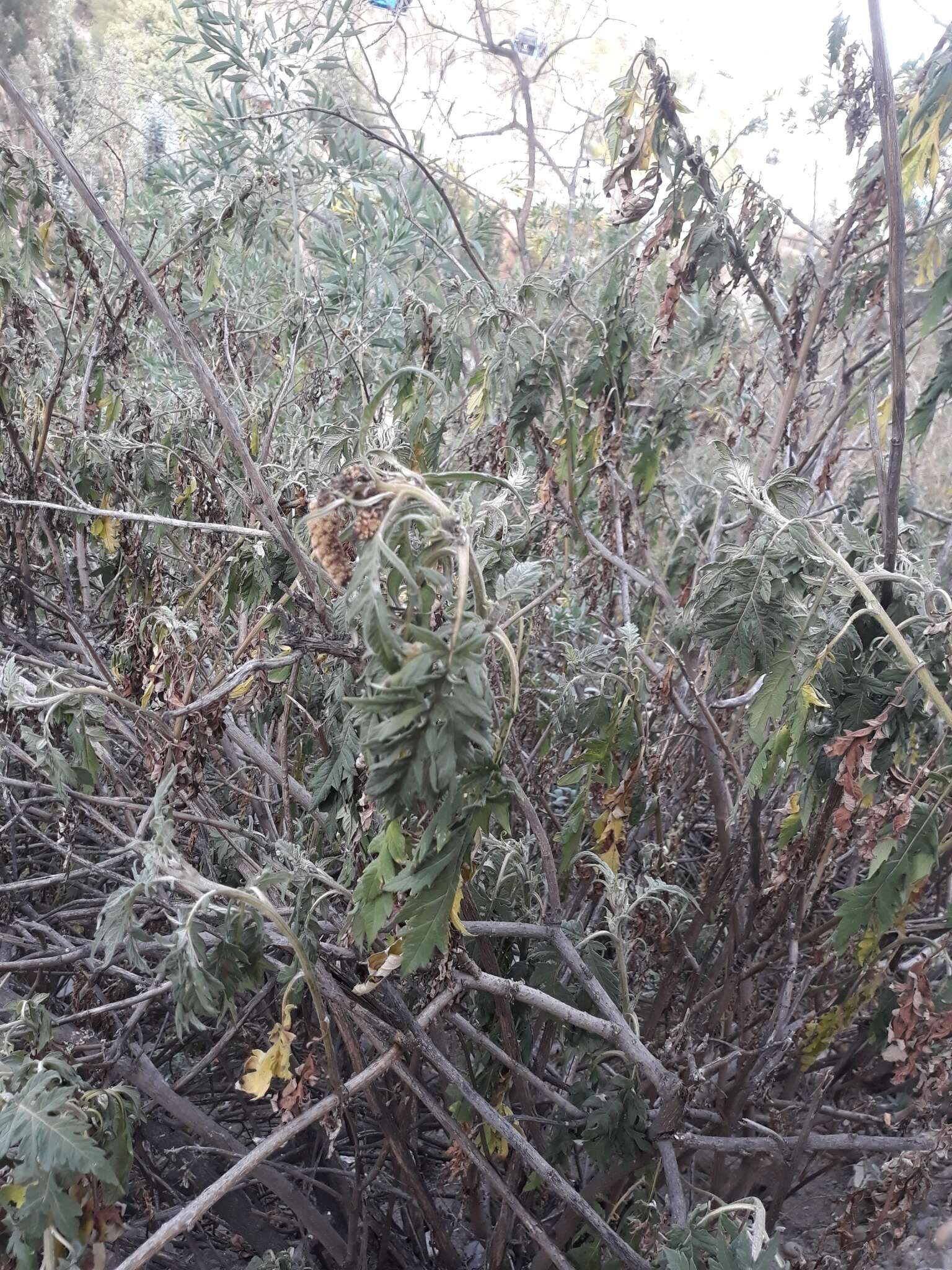 Image of Ambrosia arborescens Mill.