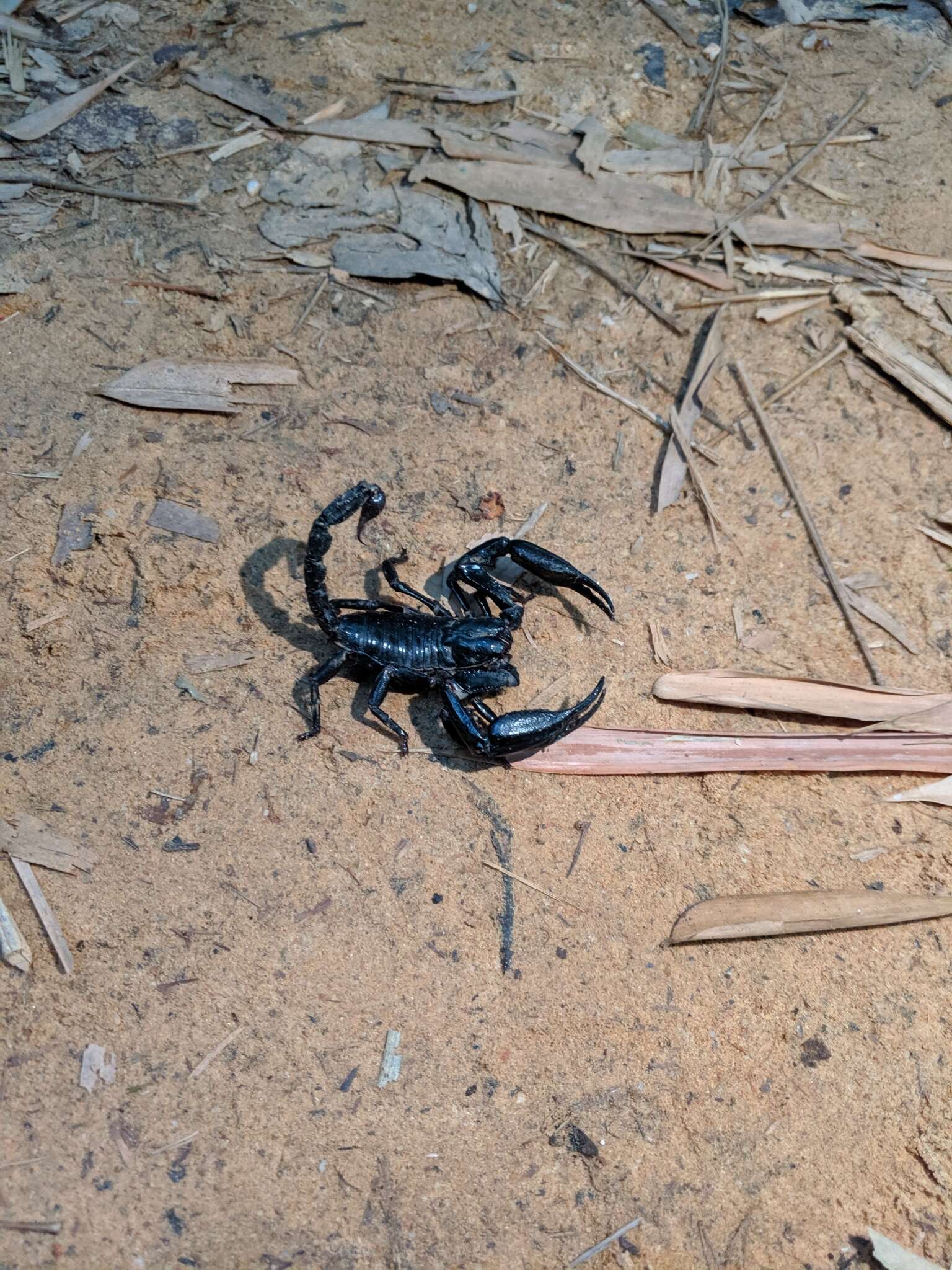 Image of Heterometrus laevigatus (Thorell 1876)