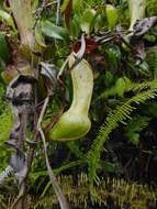 Image of Nepenthes eustachya Miq.