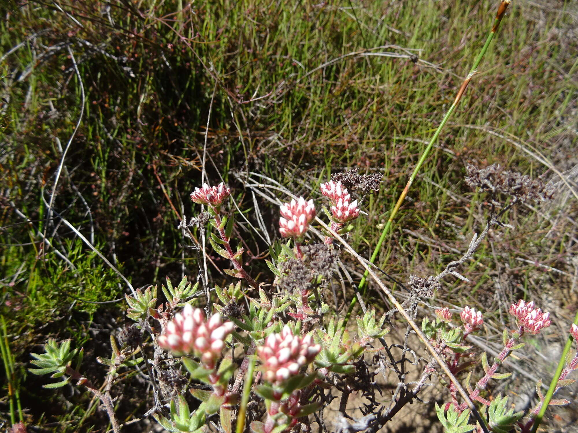 Image of Crassula pruinosa L.