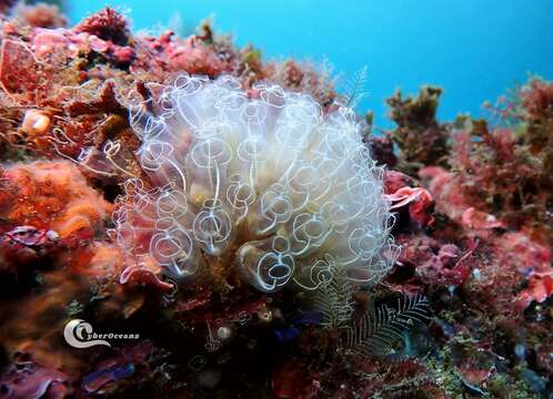 Image of Light-bulb sea squirt