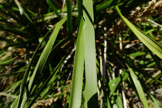 Image of Dianella revoluta var. revoluta