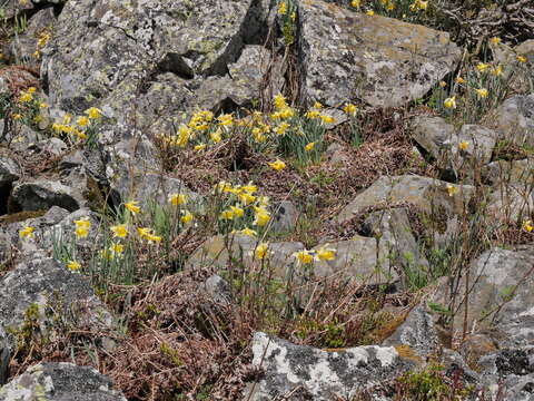 Image of Narcissus pseudonarcissus subsp. pseudonarcissus