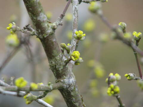 Image of Cornelian cherry dogwood