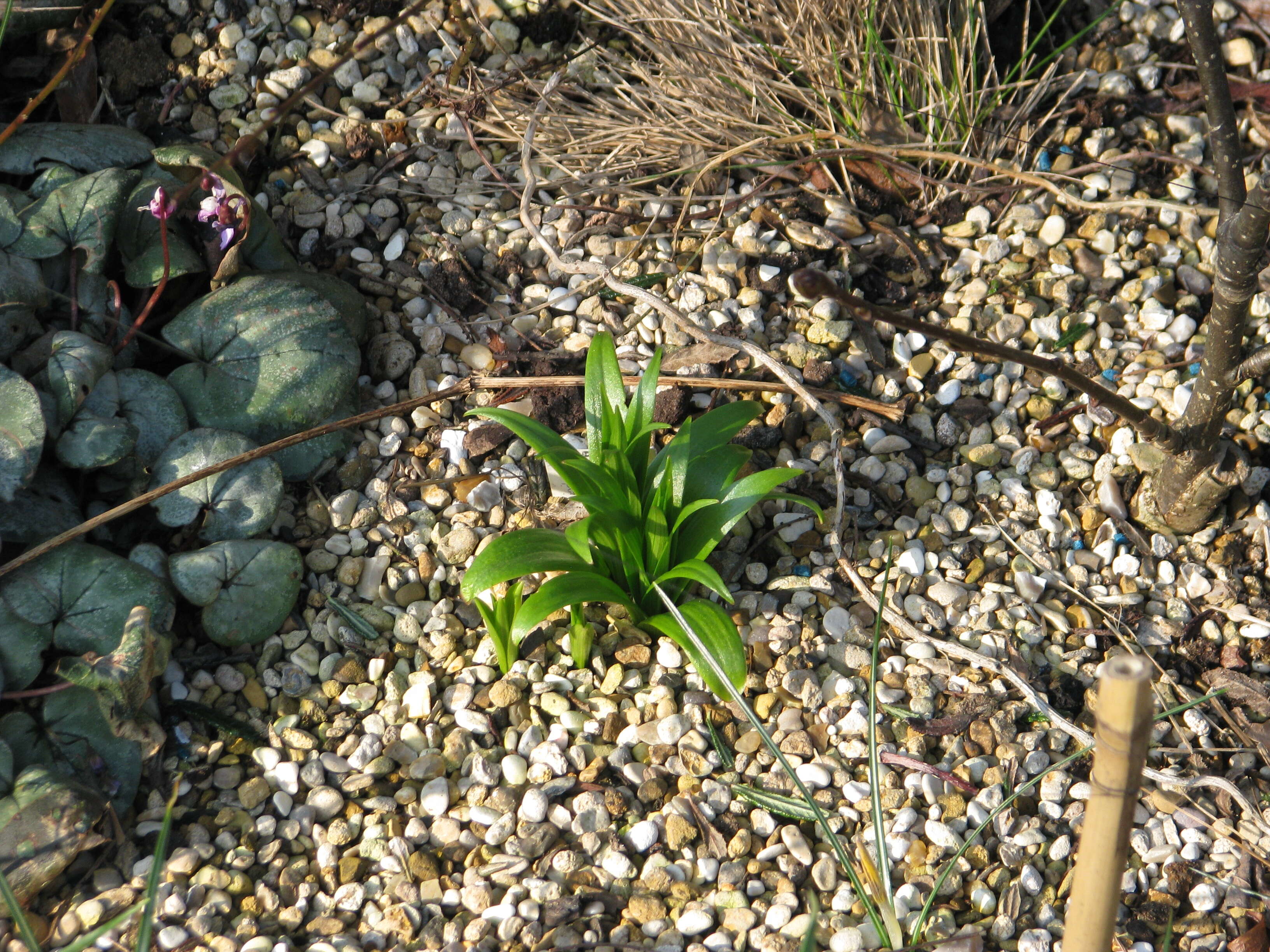 Image of Fritillaria sinica S. C. Chen