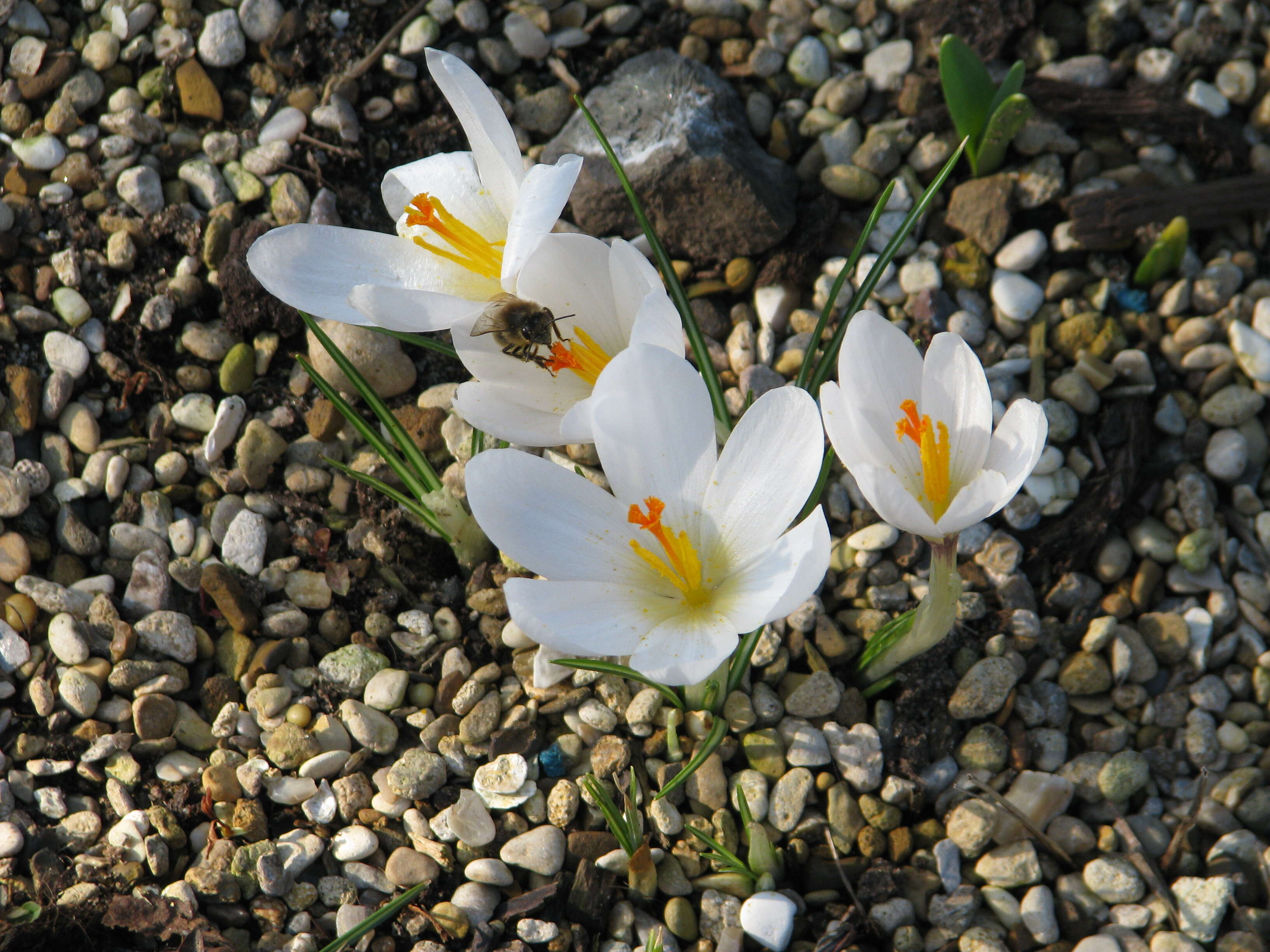 Image of Crocus malyi Vis.